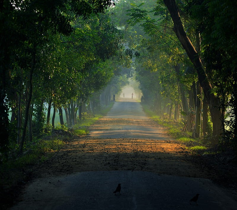 Tree-lined pathway
