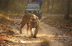 Tiger in natural habitat